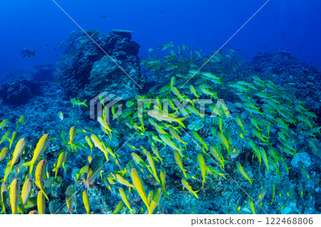 A school of red goatfish, Ogasawara 122468806