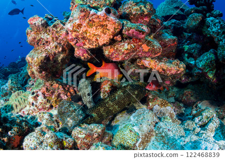 Togariebisu Spotted grouper Togariebisu Spotted grouper 122468839