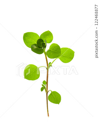 Chickweed leaves on white background 122468877