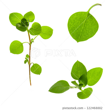 Chickweed leaves on white background 122468882