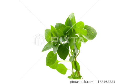 Chickweed leaves on white background 122468883