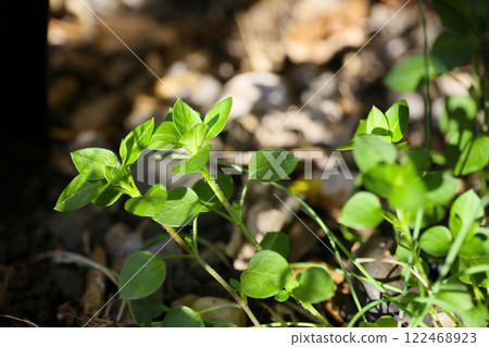Growing chickweed in the garden 122468923