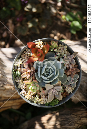 在陽光明媚的冬天種植多肉植物 122468985