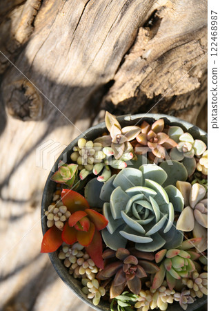 Succulent planting on a sunny winter day 122468987