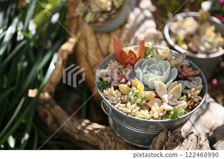 在陽光明媚的冬天種植多肉植物 在陽光明媚的冬天種植多肉植物 122468990