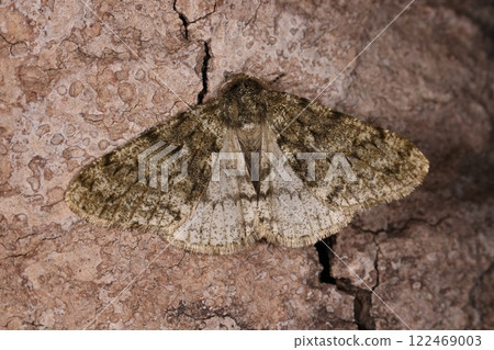 Living creatures, insects, the wing moth, one of the winter moths. There are many variations in the wing pattern, and the hind wings of this individual are light-colored. Living creatures, insects, the wing moth, one of the winter moths. There are many variations in the wing pattern, and the hind wings of this individual are light-colored. 122469003