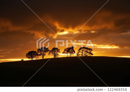 A group of trees are silhouetted against a sunset sky 122469358
