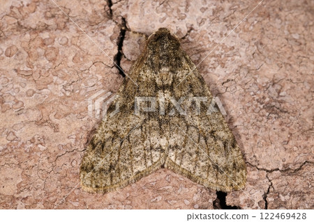 Living creatures, insects, the male of the shrike moth. Only males have large wings for flying. Living creatures, insects, the male of the shrike moth. Only males have large wings for flying. 122469428