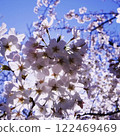Cherry blossoms in full bloom shining under the blue sky and sunlight 122469469