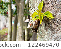 Somei-Yoshino cherry blossom buds growing on a cherry tree 122469470