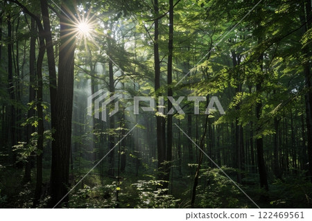Sunbeams Filtering Through Forest Trees Sunbeams Filtering Through Forest Trees 122469561