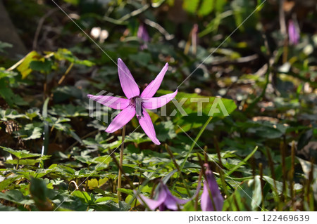pretty flower katakuri pretty flower katakuri 122469639