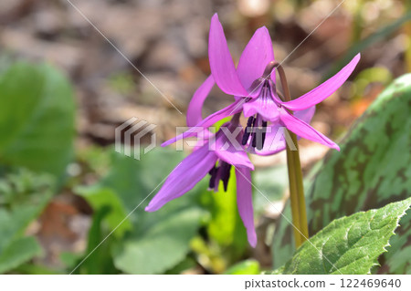 Dogtooth violet Spring fairy Spring ephemeral Dogtooth violet Spring fairy Spring ephemeral 122469640