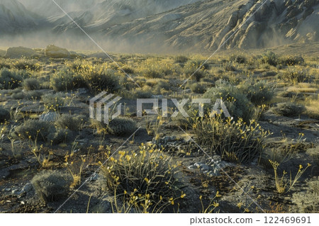 Golden Desert Landscape with Sagebrush and Hills 122469691