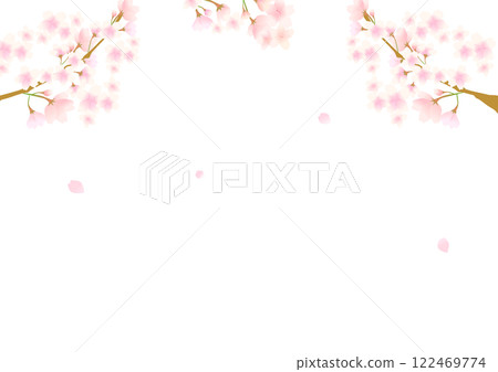 Cherry blossom white background material 122469774