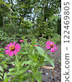 Zinnia elegans is a genus of flowering plants in the sunflower family. 122469805