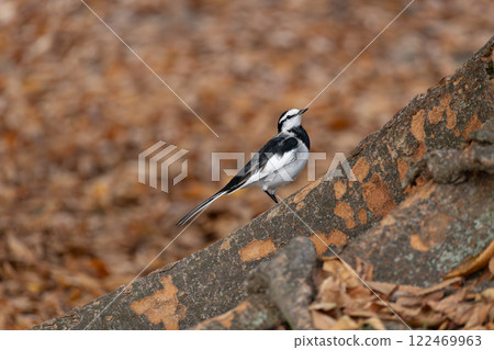 一隻白鶺鴒棲息在樹幹上 122469963