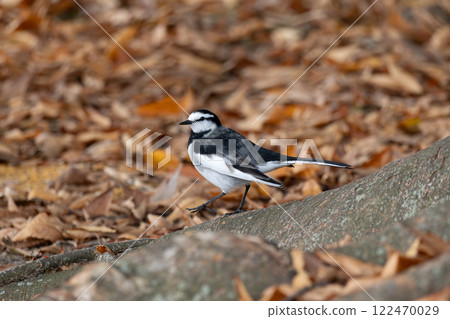 一隻白色鶺鴒棲息在樹幹上 一隻白色鶺鴒棲息在樹幹上 122470029