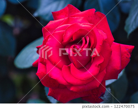 燦爛的紅玫瑰 燦爛的紅玫瑰 122470075