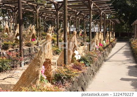 Peonies at Tokugawa Garden in Nagoya 122470227