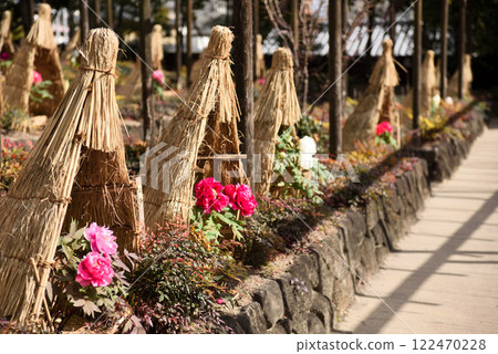 名古屋德川花園的牡丹 122470228