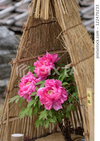Peonies at Tokugawa Garden in Nagoya Peonies at Tokugawa Garden in Nagoya 122470233