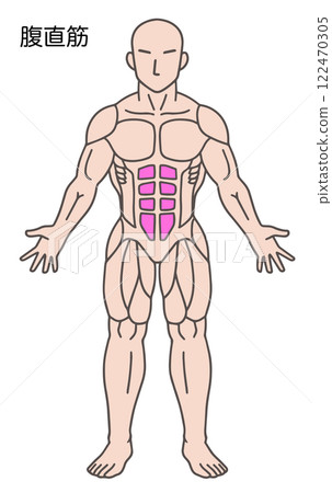 Rectus abdominis, abdominal muscles, human body muscle diagram Rectus abdominis, abdominal muscles, human body muscle diagram 122470305
