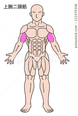 Biceps, human body muscle diagram Biceps, human body muscle diagram 122470306
