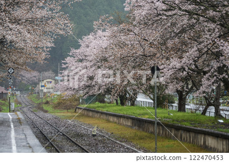 雨水潤澤的車站櫻花：岡山縣真庭市紀新線月田站 122470453