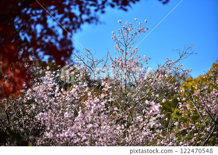 在藍天的野黑櫻桃樹 122470548