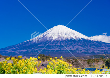 [Shizuoka Prefecture] Mitsumata flowers and Mt. Fuji at Shiraito Natural Park 122470594