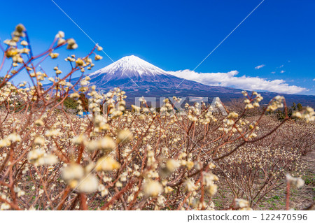 [Shizuoka Prefecture] Mitsumata flowers and Mt. Fuji at Shiraito Natural Park 122470596