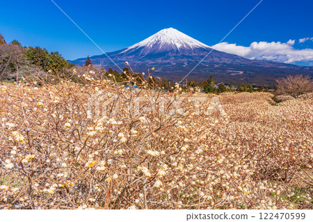 [Shizuoka Prefecture] Mitsumata flowers and Mt. Fuji at Shiraito Natural Park 122470599