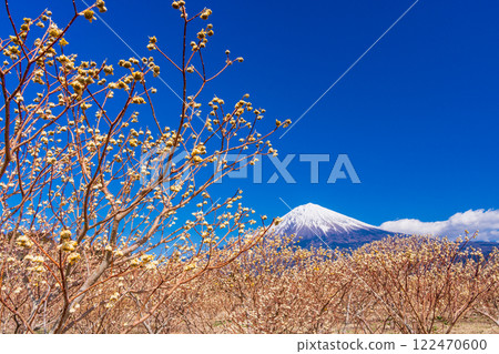 [Shizuoka Prefecture] Mitsumata flowers and Mt. Fuji at Shiraito Natural Park 122470600