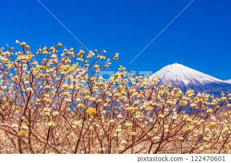 [靜岡縣]白絲自然公園和富士山的三俁花 122470601