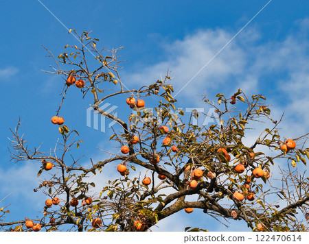 發光在藍天的柿子堅果 122470614