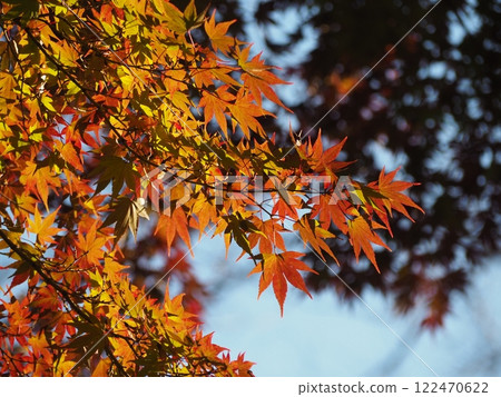 Autumn leaves Autumn leaves 122470622