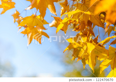 Close-up of a yellow autumn leaf. A bright orange tree changes with a blurred bokeh background. 122470670