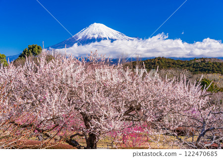 【靜岡縣】透過岩本山的梅花望到富士山 122470685