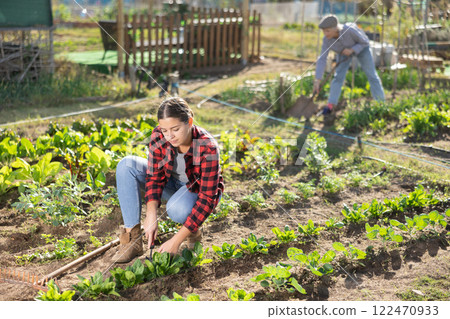 Young European female farmer using chopper for weeding beds of spinach on sunny day of spring Young European female farmer using chopper for weeding beds of spinach on sunny day of spring 122470933