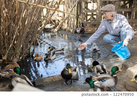Old female farmer in casual clothes feeding mallard ducks from bucket while birds swimming on water pond in autumn 122470950