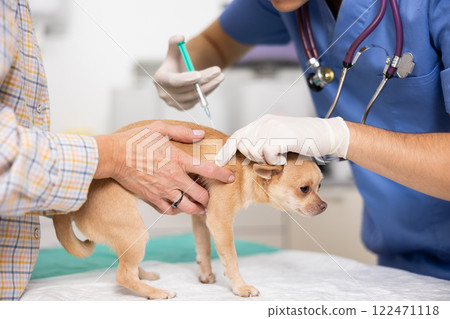 Mature woman owner chihuahua dog holds pet and helps male veterinarian of clinic to 122471118