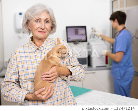 Smiling aged woman bringing chihuahua to veterinary clinic for routine checkup 122471214