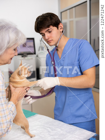 Mature woman owner chihuahua dog holds puppy and helps guy veterinarian of clinic to inspect animal 122471242
