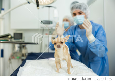 Chihuahua with bandaged abdomen standing after procedure on operating table 122471480