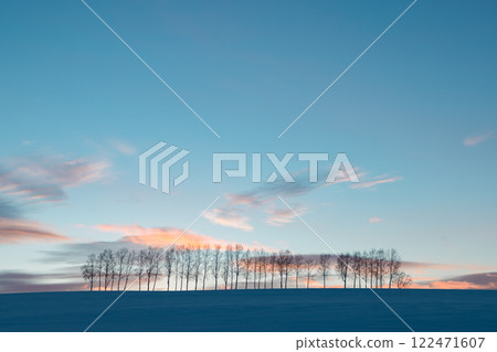 北海道美瑛的冬天 ~夕陽下的七星白樺林線~ 北海道美瑛的冬天 ~夕陽下的七星白樺林線~ 122471607