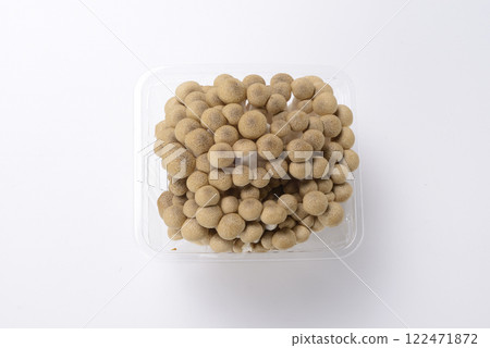 Beech Shimeji 122471872