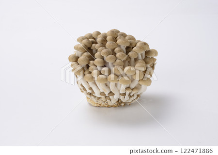 山毛櫸目次 122471886