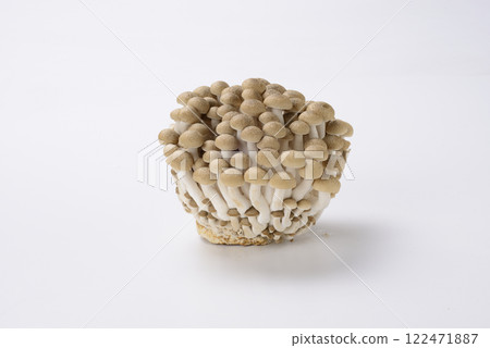 Beech Shimeji 122471887