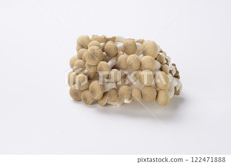 Beech Shimeji 122471888